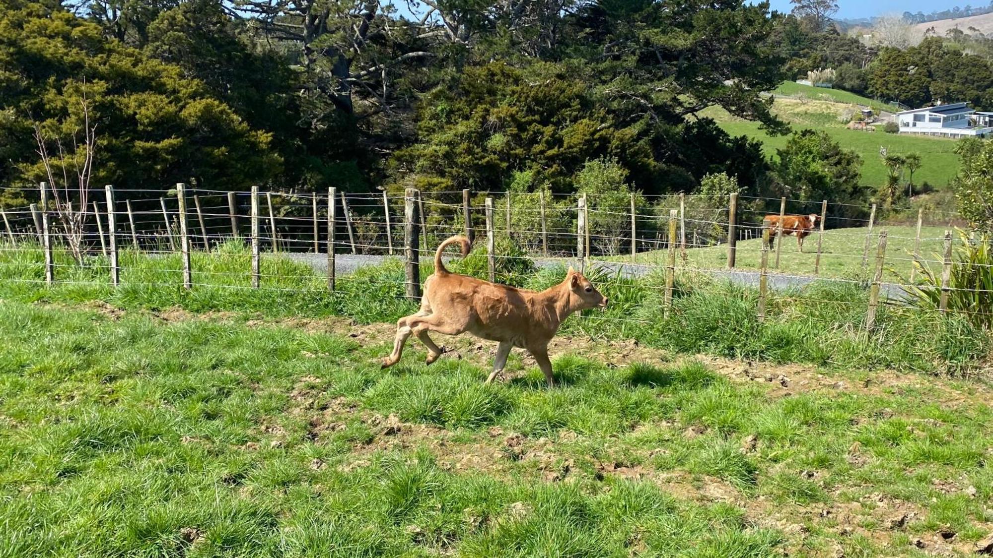 Pukeatua Farmstay Waimauku Exterior foto