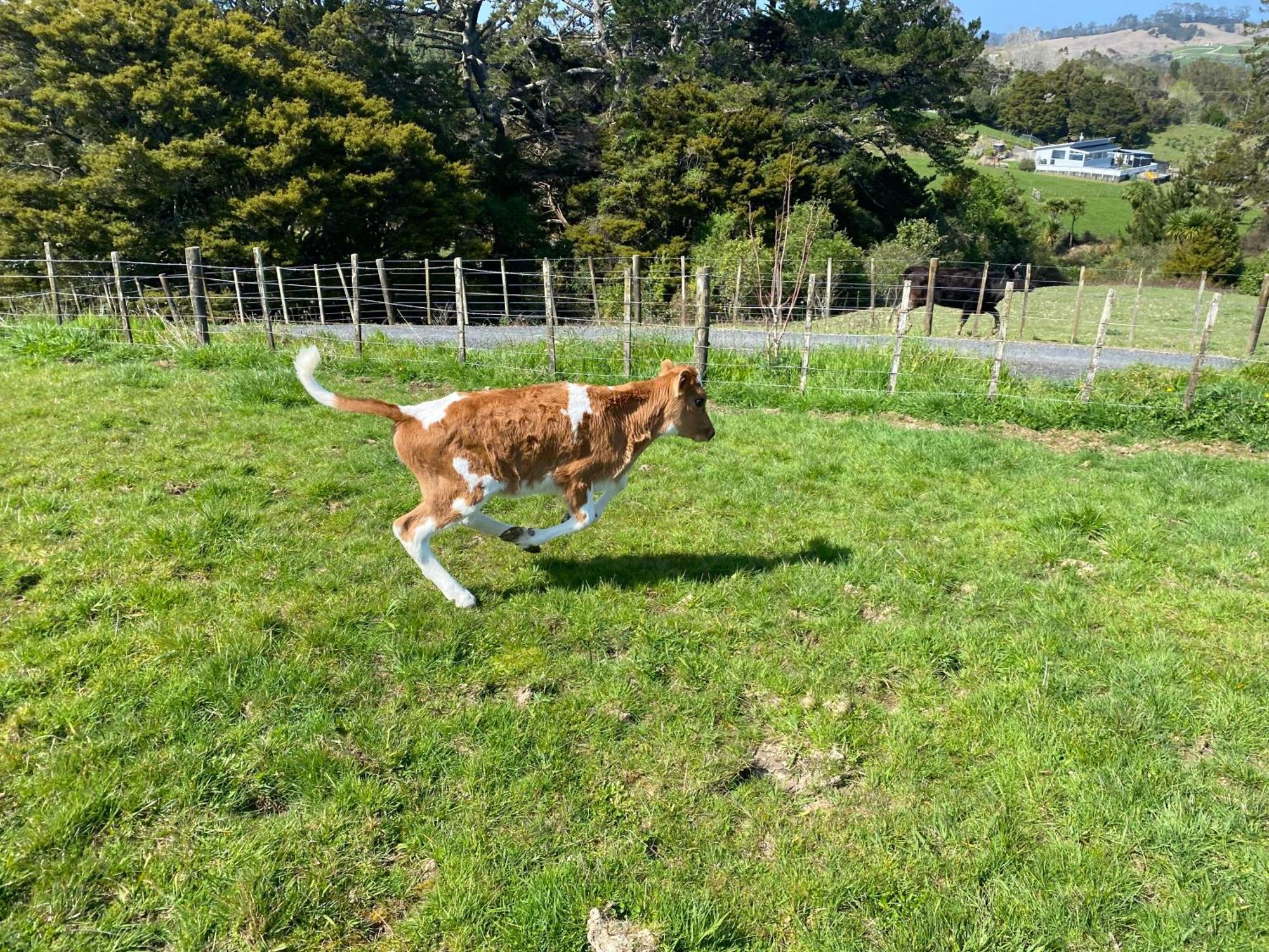 Pukeatua Farmstay Waimauku Exterior foto